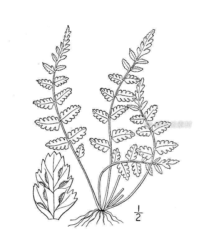 古植物学植物插图:Asplenium Bradleyi, Bradley's spleenwort